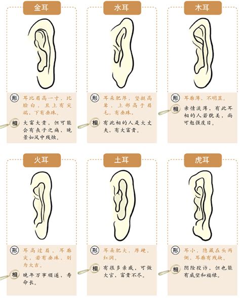 耳朵軟面相|十六种耳朵面相图文分析三六风水网